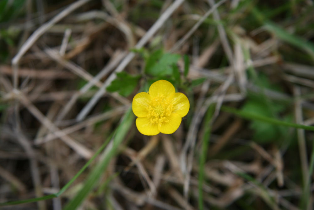 Creeping Buttercup at Our Pleasant Hill Home