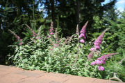 Butterfly, Bush