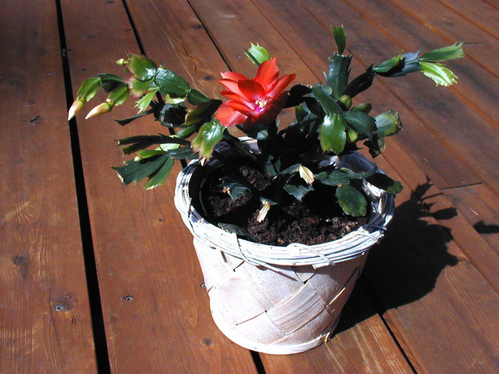 Christmas Cactus at Our Pleasant Hill Home