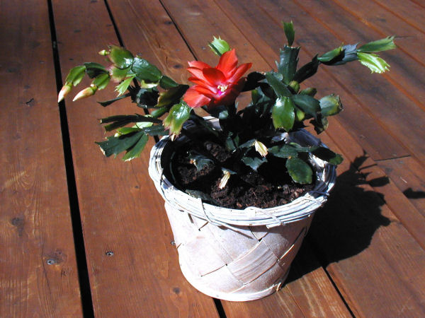 Christmas Cactus