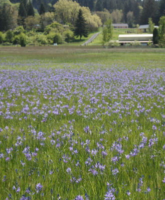 Common Camas field