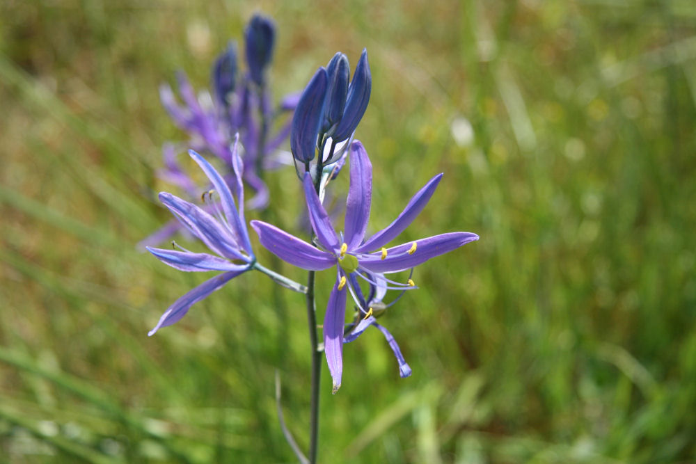 Common Camas at Our Pleasant Hill Home