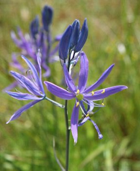 Common Camas flower