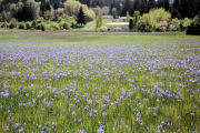 Camas