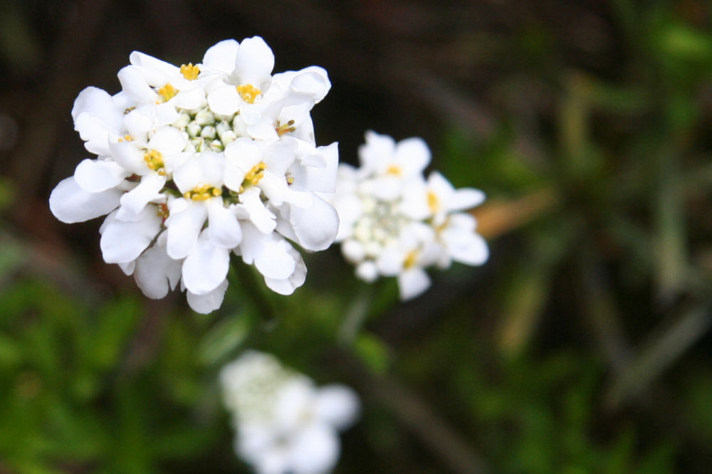 Candytuft