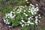 Candytuft, Alex White