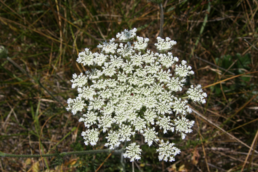 Wild Carrot at Our Pleasant Hill Home