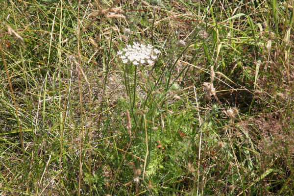Wild Carrot (Queen Anne's Lace