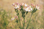 Centaury