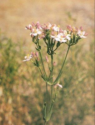 Centaury