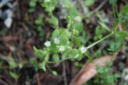 Chickweed, Common