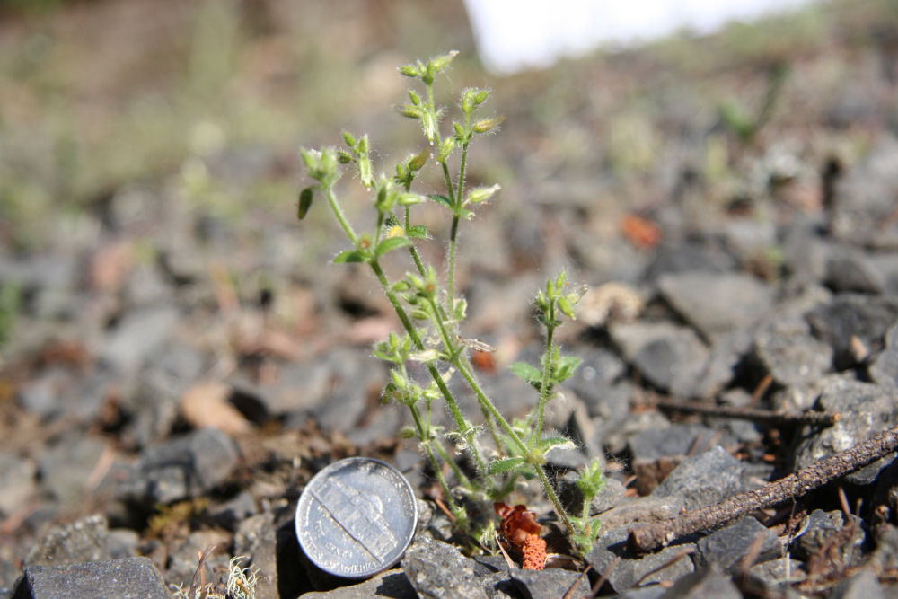 Long-Stalked Chickweed at Our Pleasant Hill Home