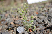 Chickweed, Long-Stalked