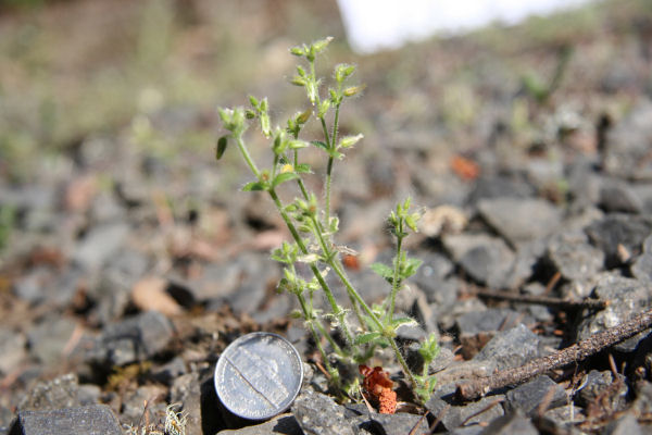 Long-Stalked Chickweed