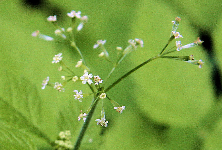 Sweet Cicely at Our Pleasant Hill Home