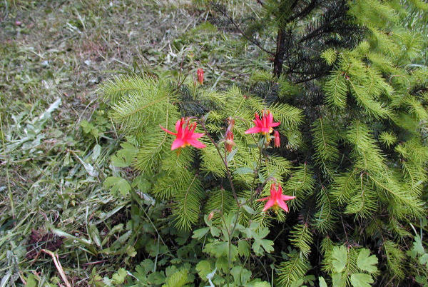 Red Columbine