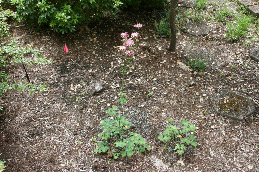 Columbine at Our Pleasant Hill Home