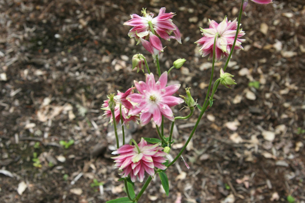 Rose Columbine at Our Pleasant Hill Home