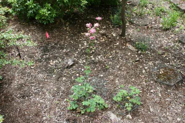 Rose Columbine