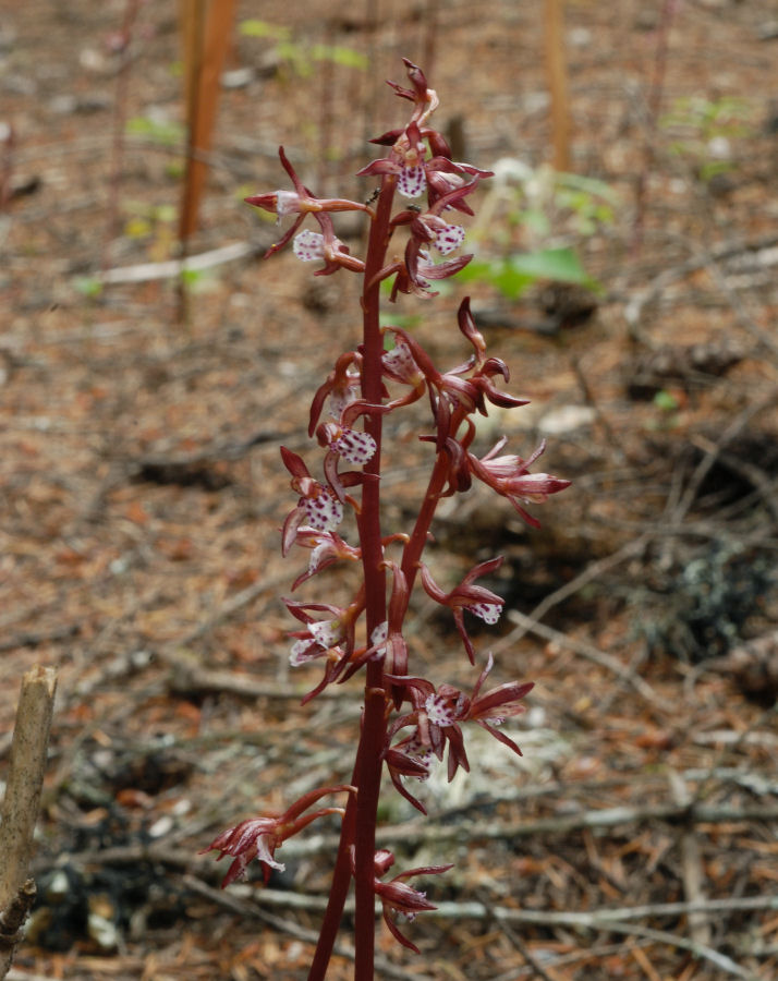  Spotted Coralroot 
