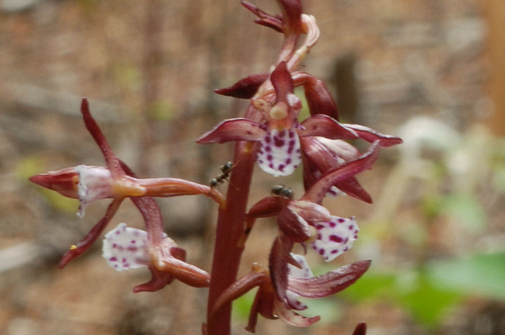 Spotted Coralroot 