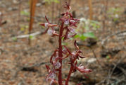 Coralroot, Spotted