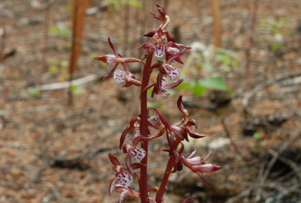 Spotted Coralroot