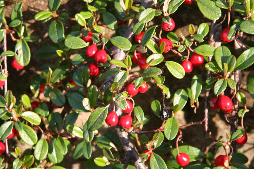 Cotoneaster