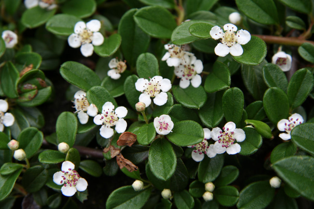 Cotoneaster