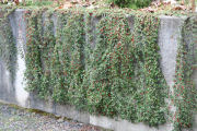 Cotoneaster