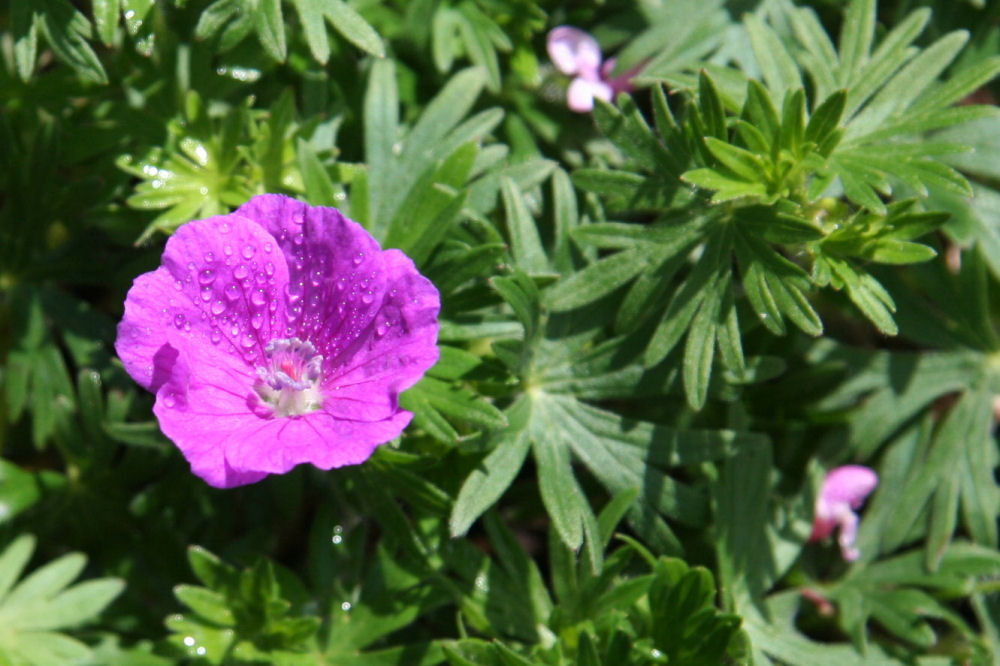 Cranesbill Geranium at Our Pleasant Hill Home