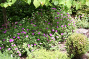 Cranesbill