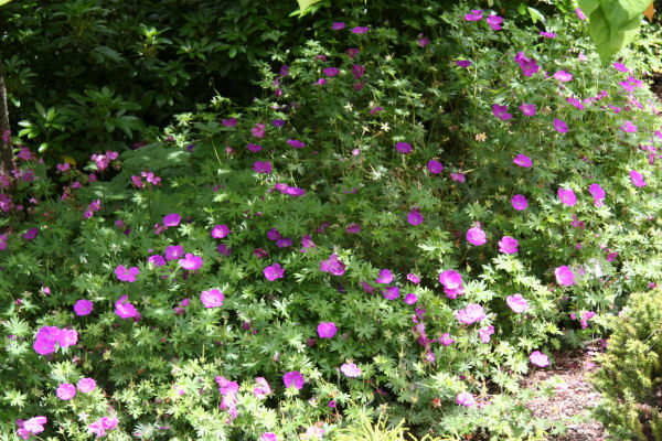 Cranesbill Geranium in Bloom