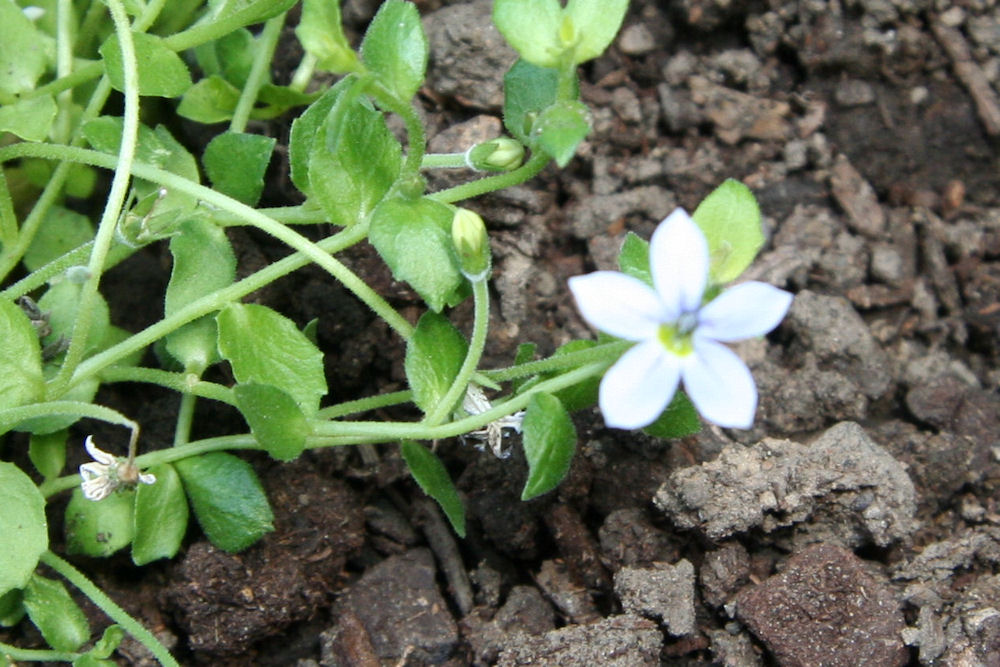 Blue Star Creeper at Our Pleasant Hill Home