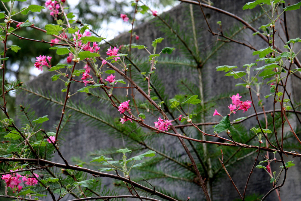 Red-flowering Currant at Our Pleasant Hill Home