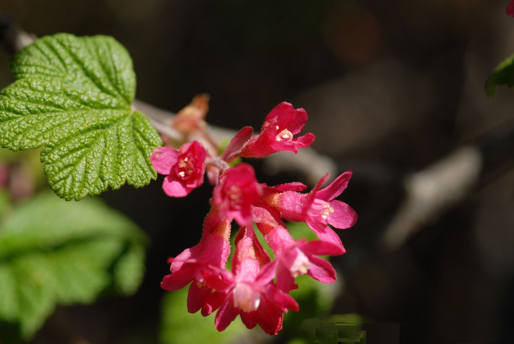 Red-flowering Currant at Our Pleasant Hill Home