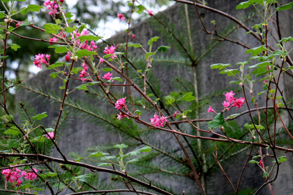 Red-flowering Currant