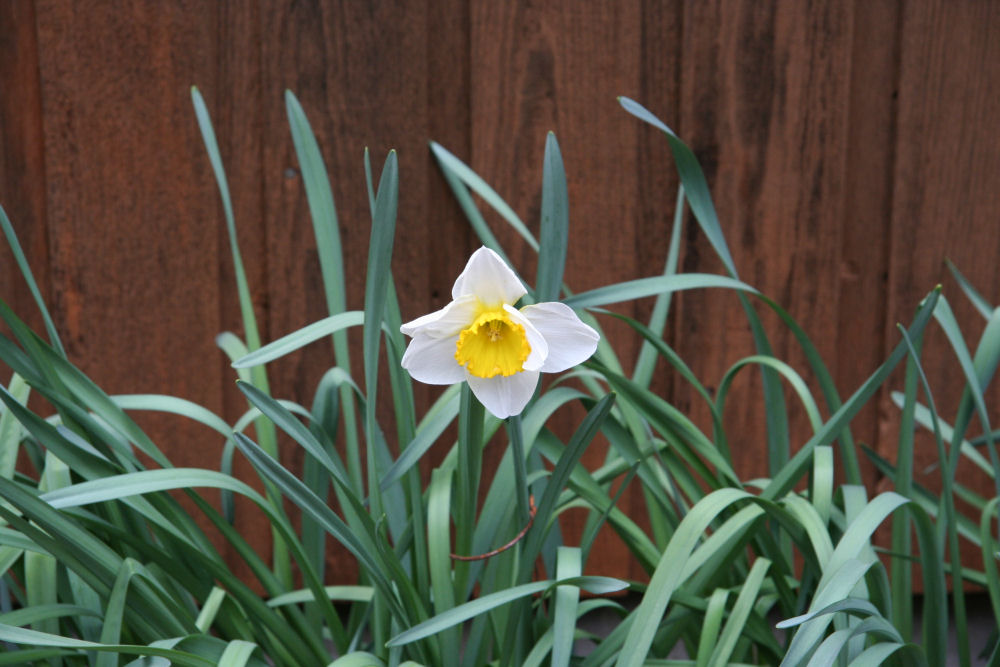 Daffodil at Our Pleasant Hill Home