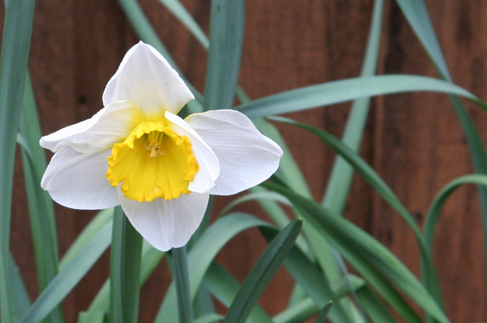 Daffodil at Our Pleasant Hill Home