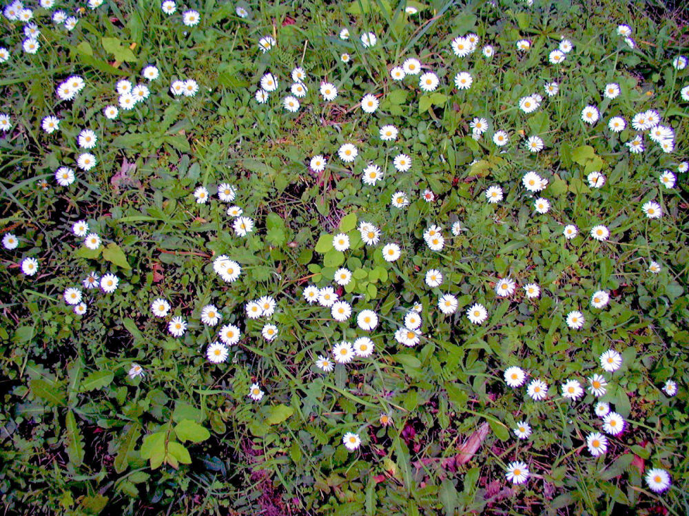 English Daisy at Our Pleasant Hill Home