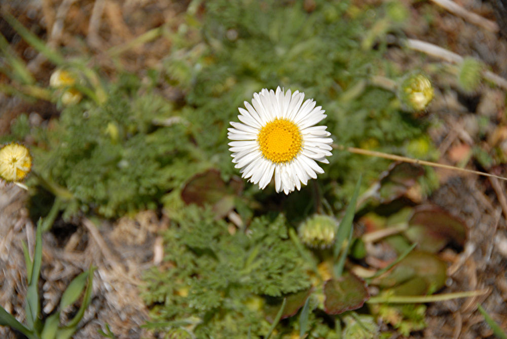 English Daisy at Our Pleasant Hill Home