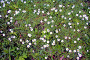 Daisy, English