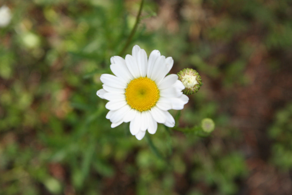 Oxeye Daisy at Our Pleasant Hill Home