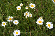 Daisy, Oxeye