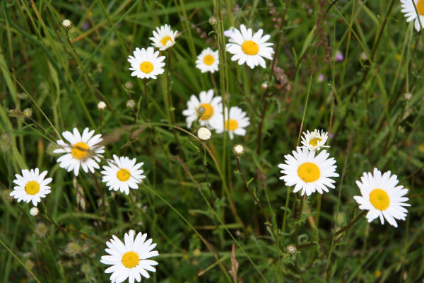 Oxeye Daisy