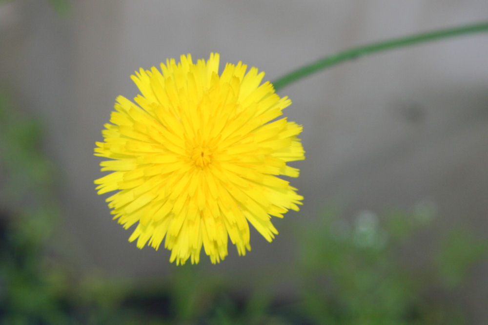 Dandelion at Our Pleasant Hill Home