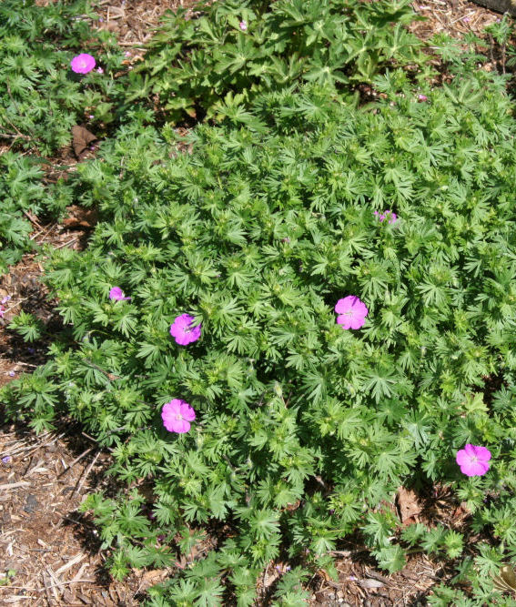 Dianthus Crimson Treasure at Our Pleasant Hill Home