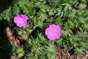 Dianthus, Crimson Treasure