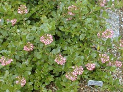 Escallonia in bloom