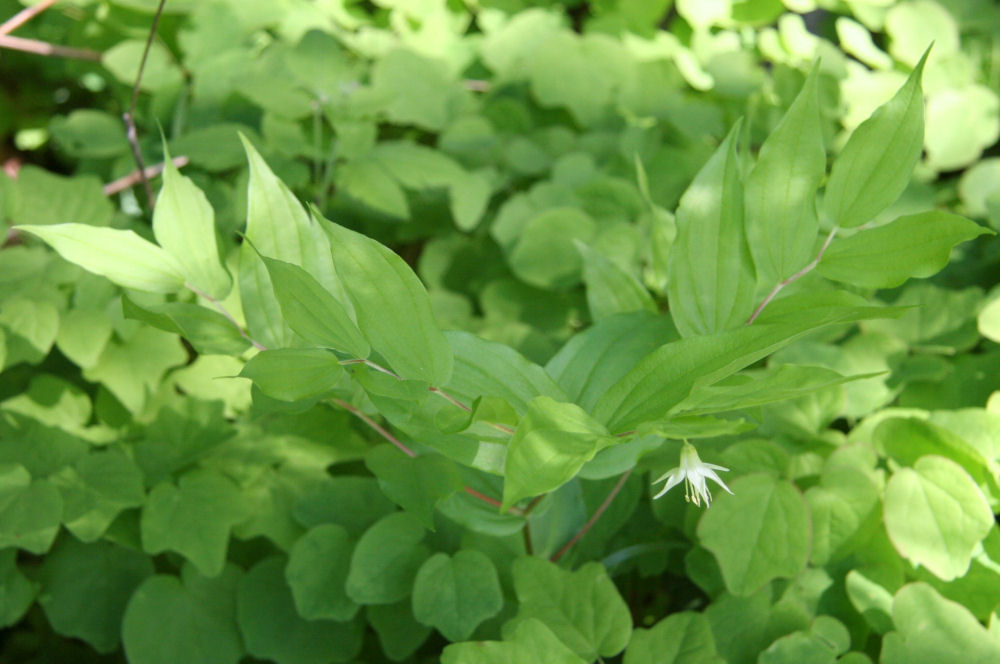 Hooker's Fairybell 